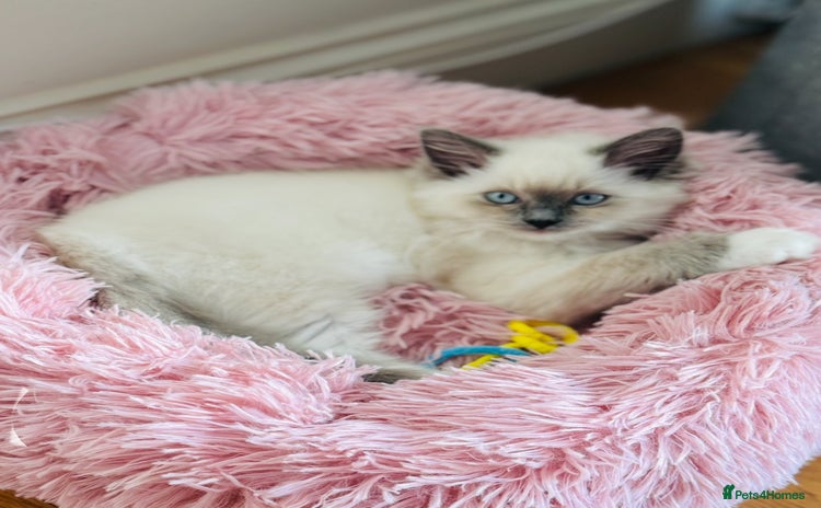 Ragdoll cats - Advert 1