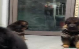 German Shepherd dogs for sale: Intelligent German Shepherd Puppies for Sale - Image 13
