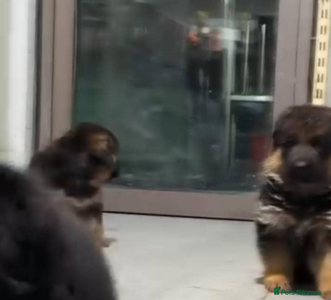 German Shepherd dogs for sale: Intelligent German Shepherd Puppies for Sale - Image 13