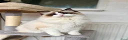 Ragdoll cats for sale: TICA registered blue mitted radoll kitten - Advert 12