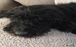 Labradoodle dogs for sale: Fluffy labradoodle looking for a lovely home - Image 3