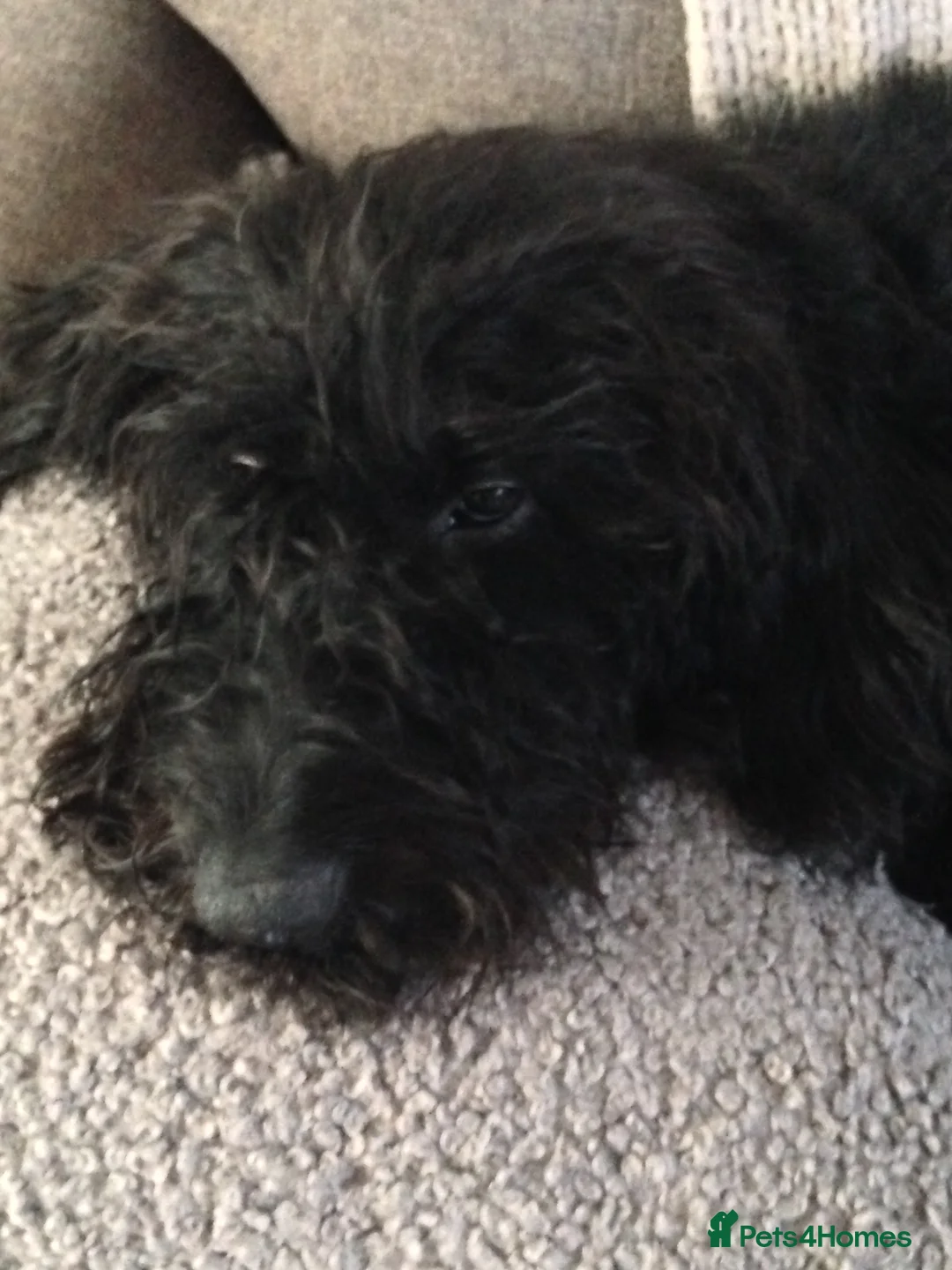 Labradoodle dogs for sale: Fluffy labradoodle looking for a lovely home - Advert 3