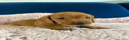 Miniature Dachshund dogs for sale: Beautiful pedigree KC miniature dachshund puppies  - Advert 5