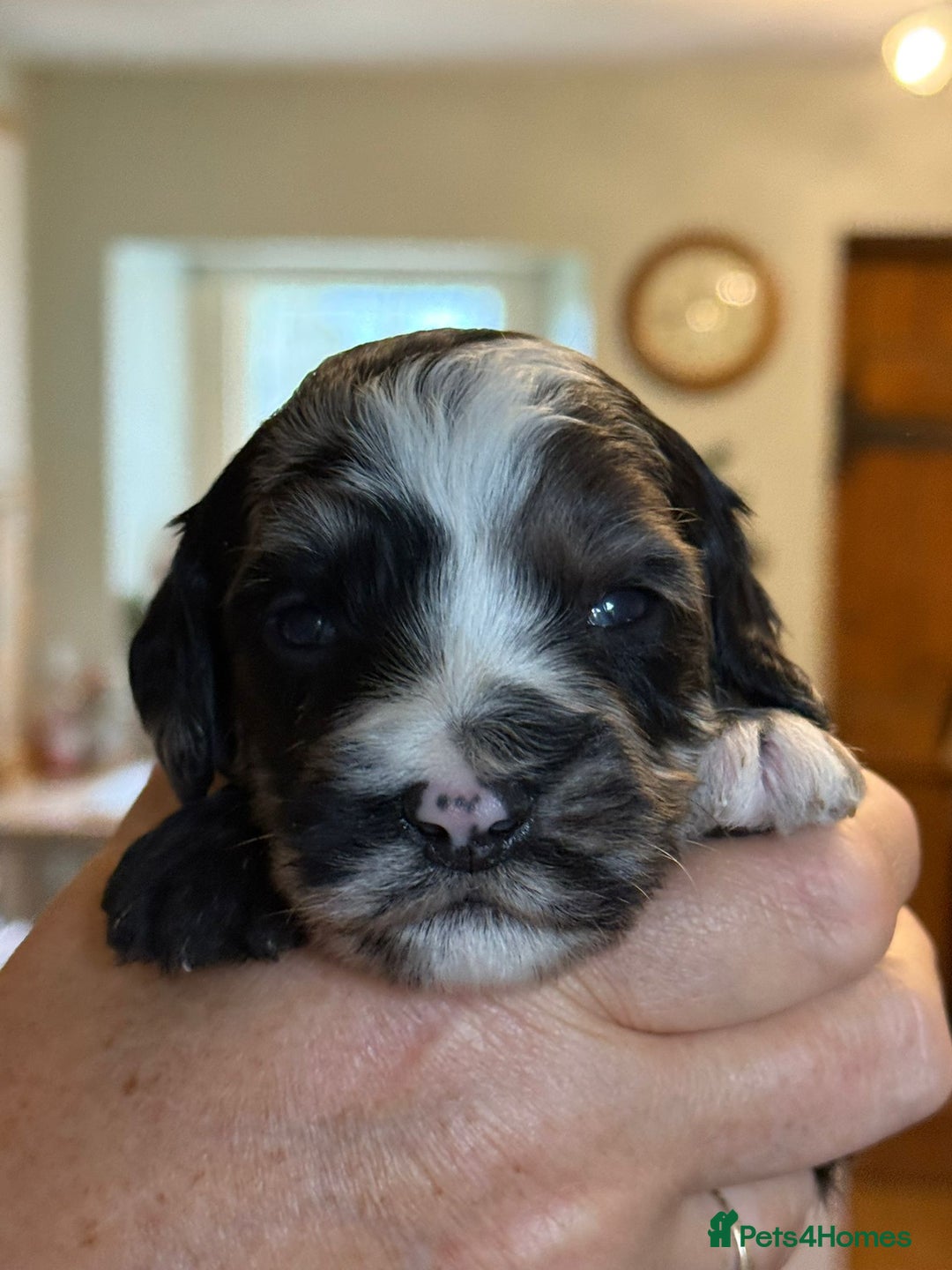 Sproodle dogs for sale: Merle F1 Sproodles 5⭐️Licenced Breeder full DNA - Advert 4