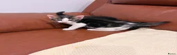 Mixed Breed cats for sale: Beautiful mixed tabby kittens  - Advert 8