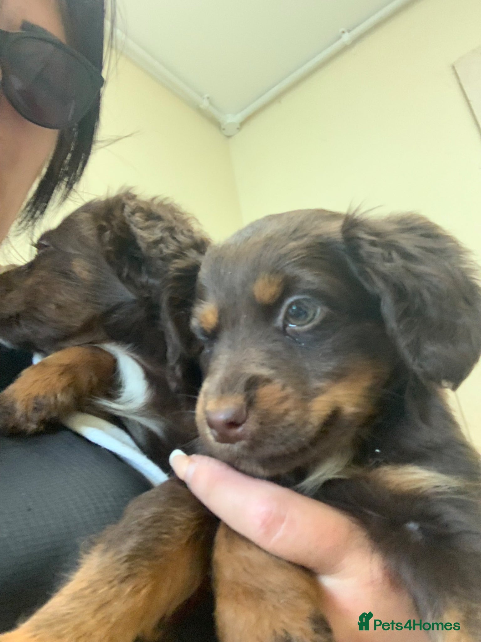 Mixed Breed dogs Small puppies spaniel x Jack Russell  - Advert 17