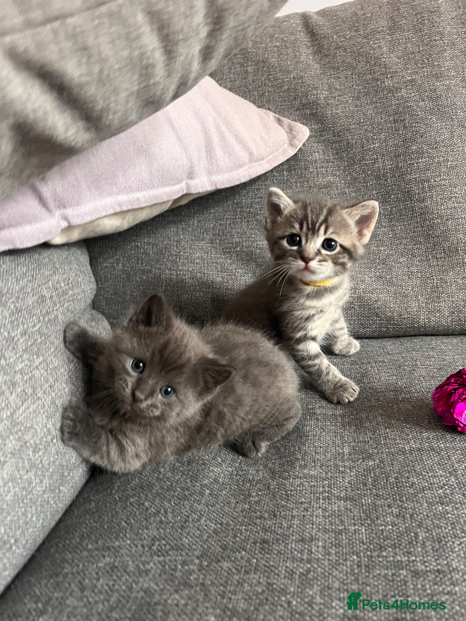 Ragdoll cats Beautiful Ragdoll cross kittens for sale  - Advert 1