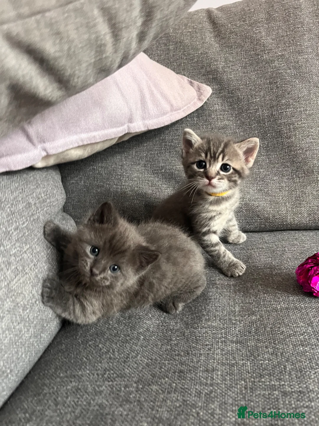 Ragdoll cats for sale: Beautiful Ragdoll cross kittens for sale  - Advert 1