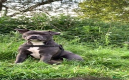 Staffordshire Bull Terrier dogs for sale: Blue Staffordshire Bull Terrier Puppies KC reg - Image 13