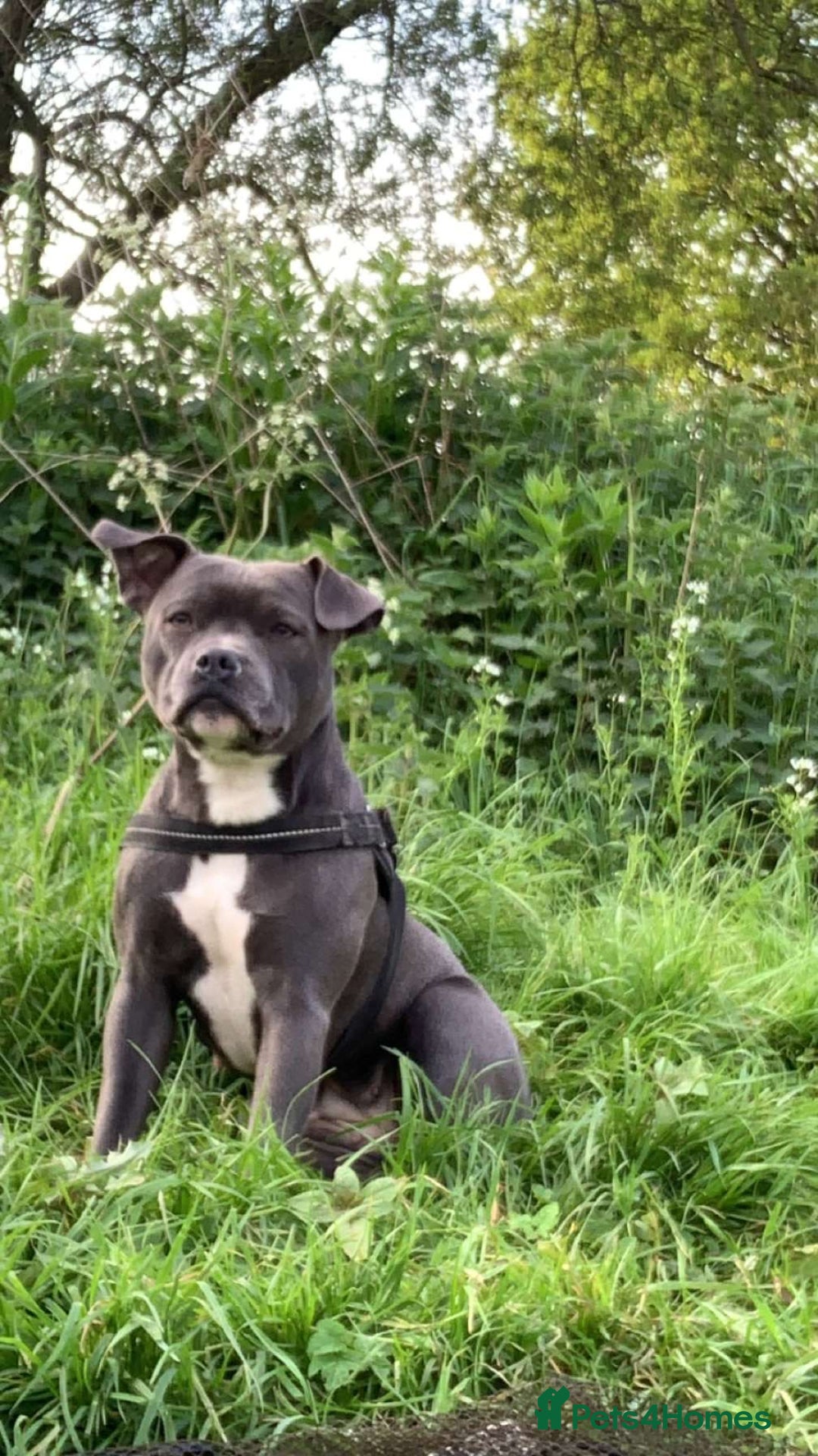 Staffordshire Bull Terrier dogs for sale: Blue Staffordshire Bull Terrier Puppies KC reg - Image 13