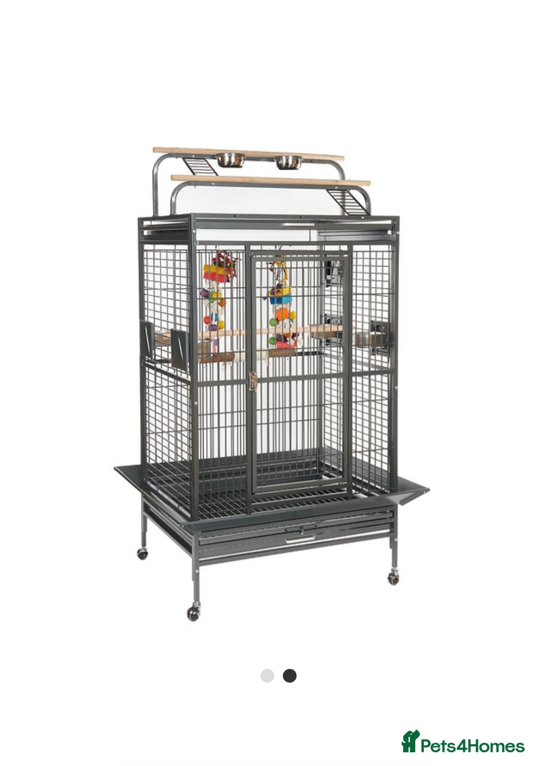 Conures birds for sale: Green cheek conures - Advert 13