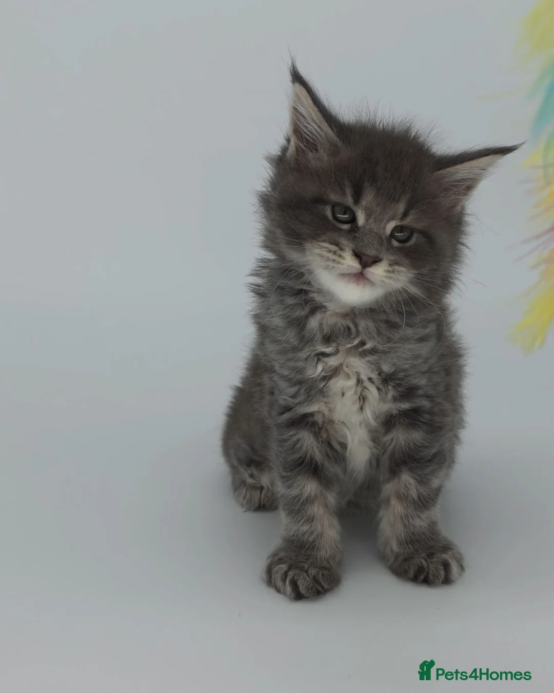 Maine Coon cats for sale: Tica beautiful big Maine Coons boys  - Advert 14