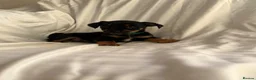 Jack Russell dogs for sale: Jack Russell puppies for sale  - Advert 11