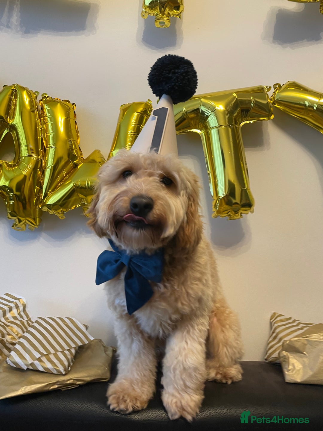 Cockapoo dogs for stud: Handsome F1 Golden Cockapoo Stud - Image 6