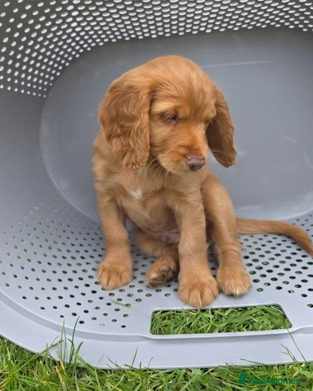 Cockapoo dogs for sale: stunning litter of Cockapoo puppies for sale. in Penzance - Advert 5