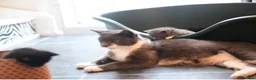Munchkin cats for sale: Beautiful Black Female kitten looking 4 home - Advert 2