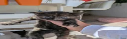 Mixed Breed cats for sale: *3 left* 4 STUNNING kittens for sale - Advert 11