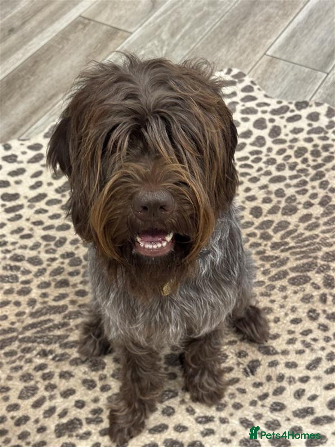 Mixed Breed dogs for sale: Meet the Griffadors - Advert 11