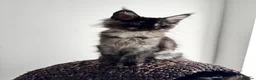 Maine Coon cats for sale: Black Smoke XL Maine Coon Female TICA Registered - Advert 18