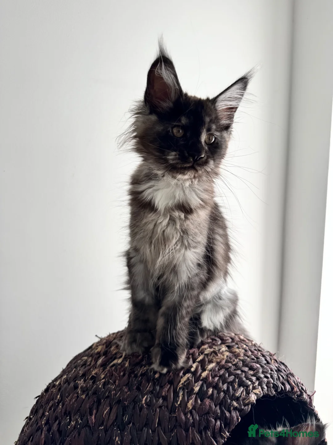 Maine Coon cats for sale: Black Smoke XL Maine Coon Female TICA Registered - Advert 18