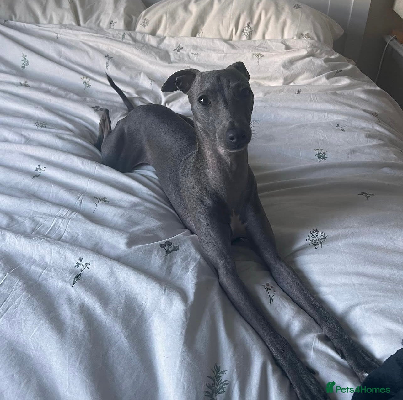 Italian Greyhound dogs Loving Home Needed for The Best Italian Greyhound  - Advert 2