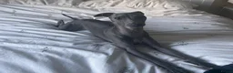Italian Greyhound dogs for sale: Loving Home Needed for The Best Italian Greyhound  - Advert 2