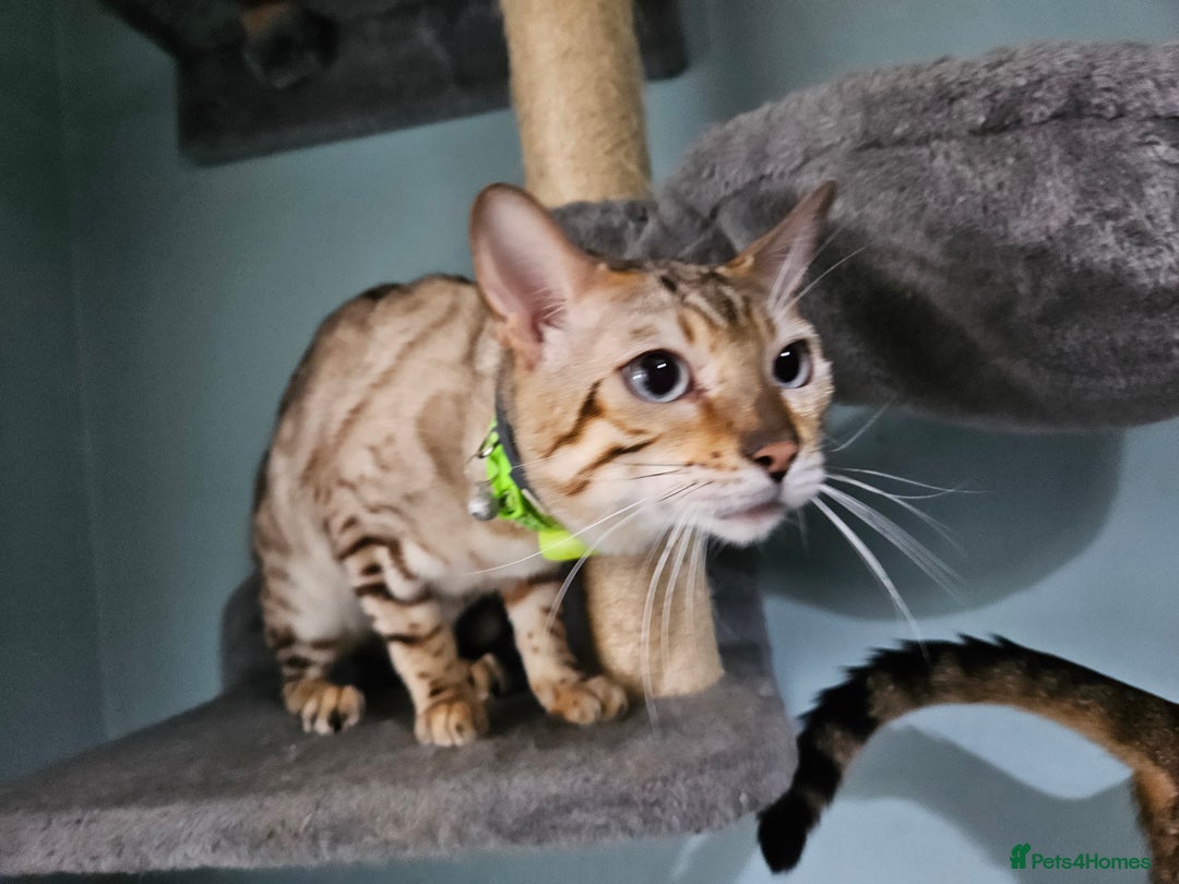 Bengal cats for sale: Snow bengal kittens for loving homes  - Image 4