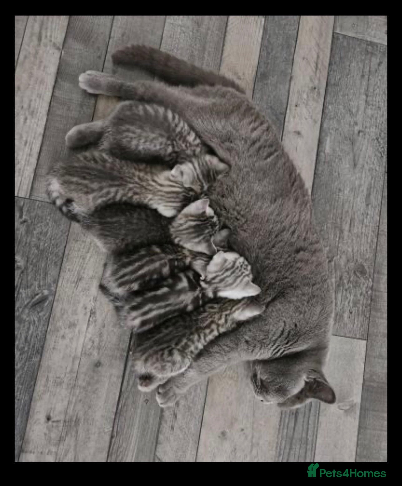 British Shorthair cats  Silver British Shorthair kittens, unique coloring - Advert 2