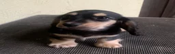 Miniature Dachshund dogs for sale: Miniature longhaired dacsund babies  - Advert 3