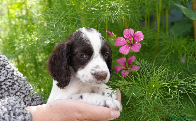 Cocker Spaniel dogs - Advert 4