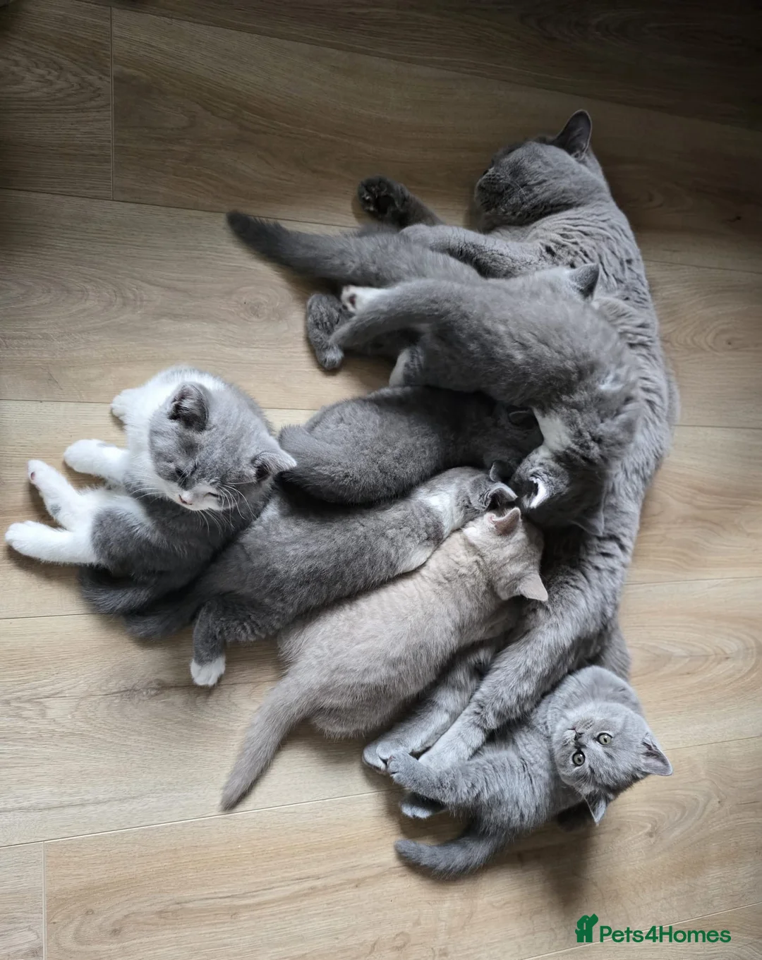 British Shorthair cats for sale: Pedigree Registered British Short Hair Kittens - Advert 2