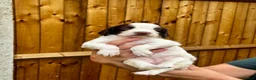 English Springer Spaniel dogs for sale: Exceptional pedigree springers Dam FTAW Sire FTCh in Tilbury - Advert 14