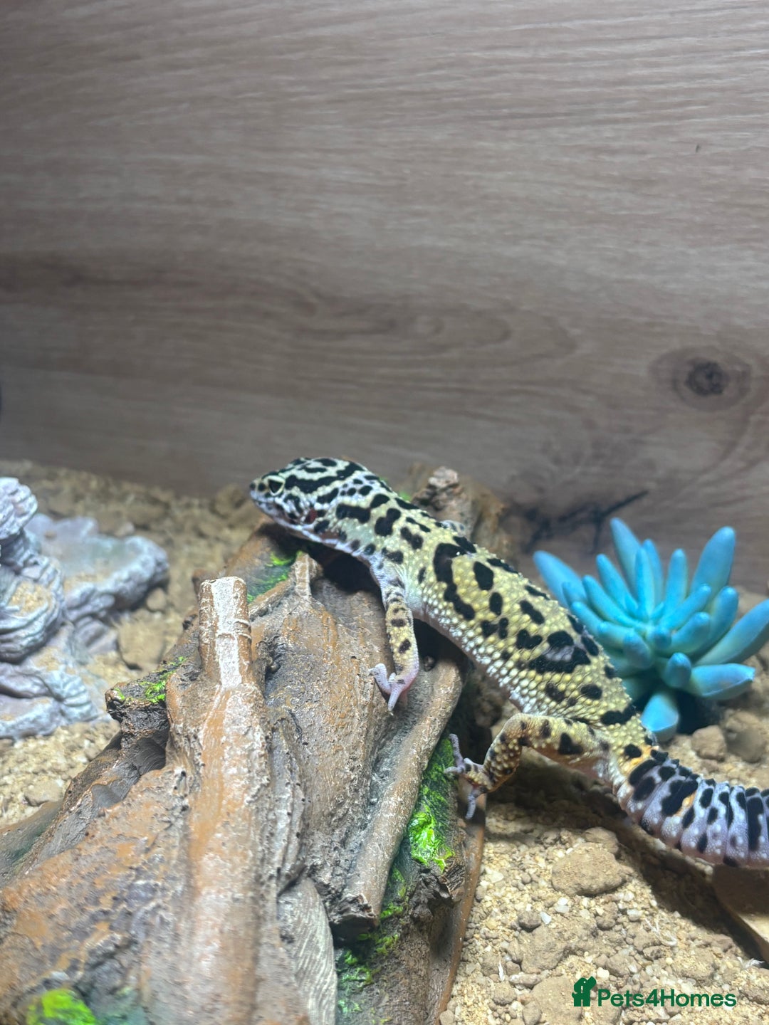 Leopard Gecko reptiles for sale: Leopard Gecko - 10 Months - With Viv - Advert 5