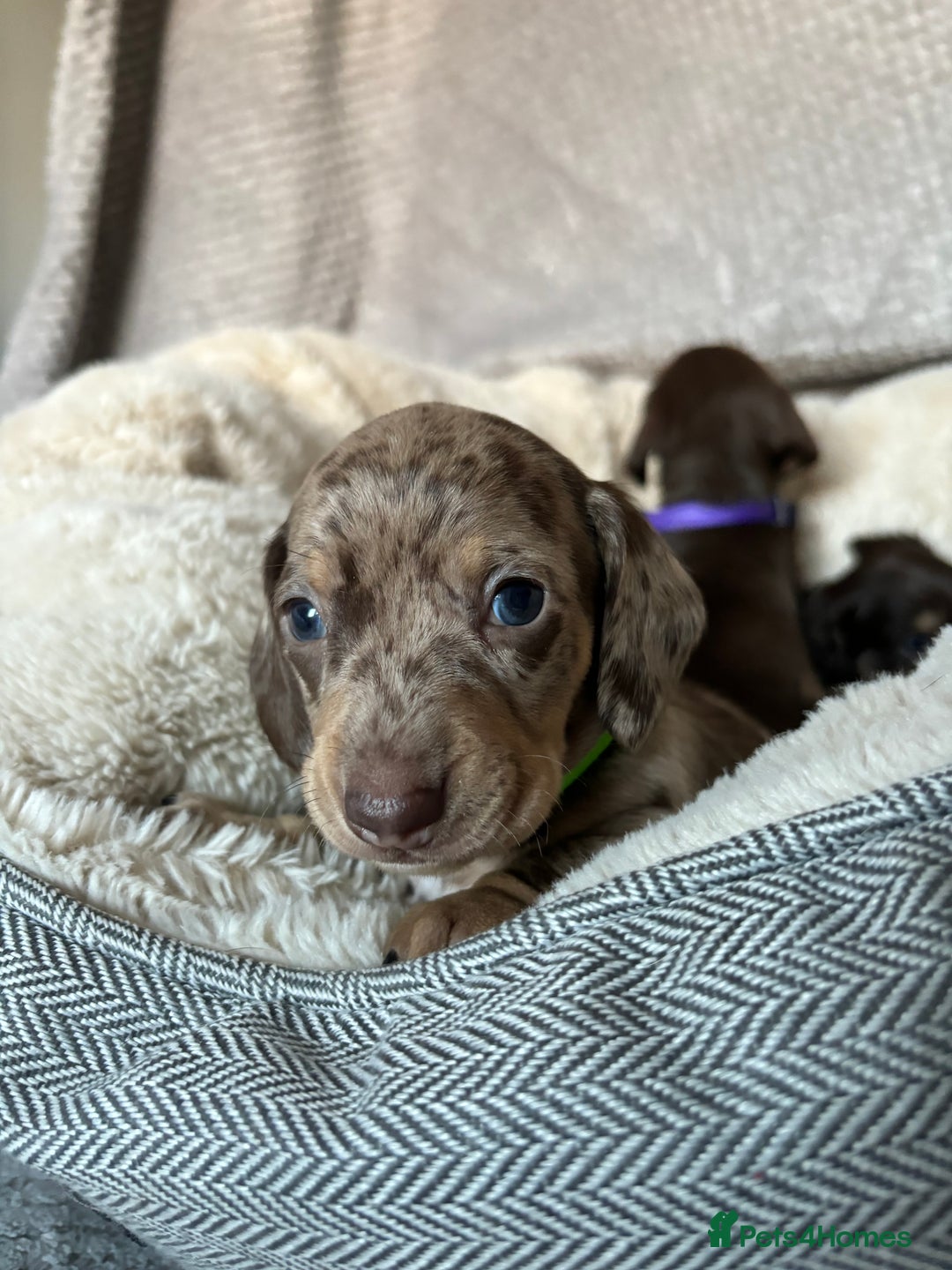 Miniature Dachshund dogs for sale: Last 2 Miniature Dachshund Pups Ready 23rd Dec! - Advert 36