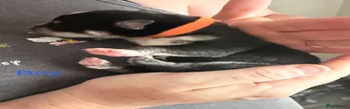 Mixed Breed 4