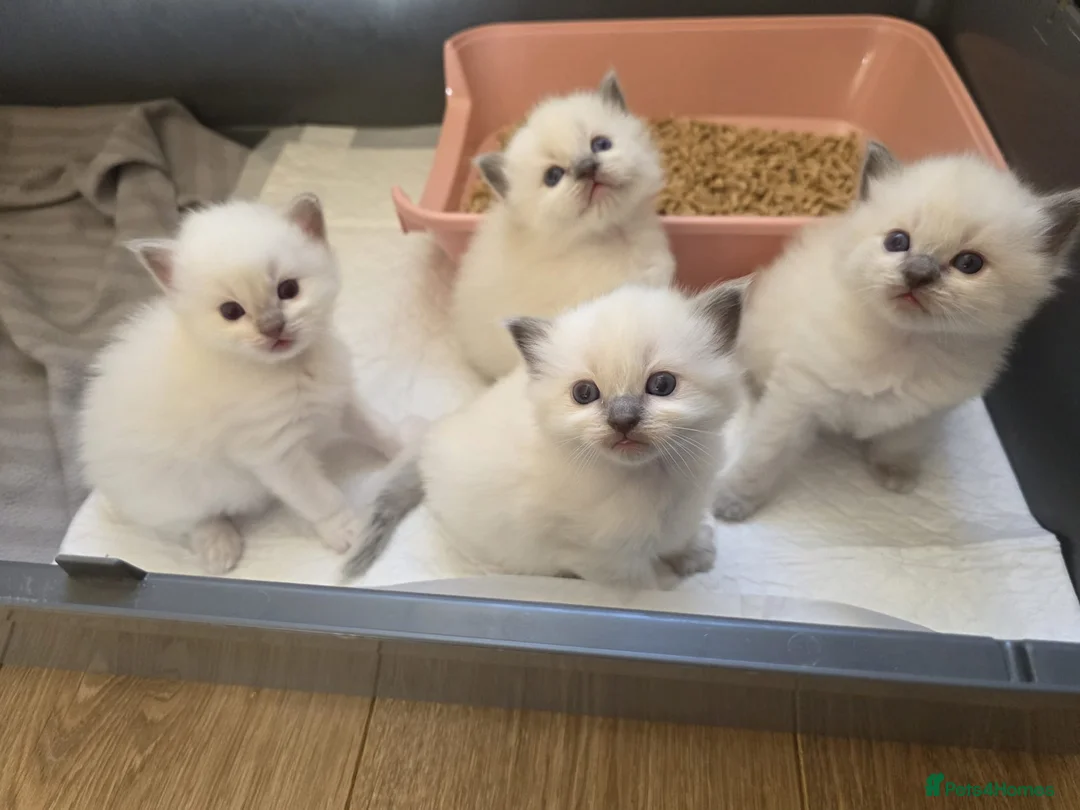 Ragdoll cats for stud: DNA TESTED🧬 Blue Point, Choc Carrier Ragdoll STUD - Advert 33