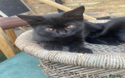 British Shorthair cats for sale: 2 jalf british shorthair kittens - Image 2