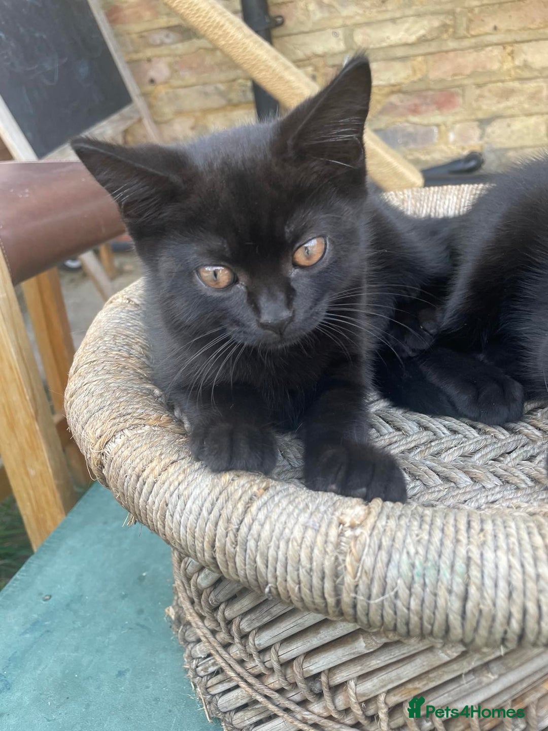 British Shorthair cats for sale: 2 jalf british shorthair kittens - Image 2