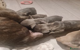 French Bulldog dogs for sale: French bulldog pups  - Image 13