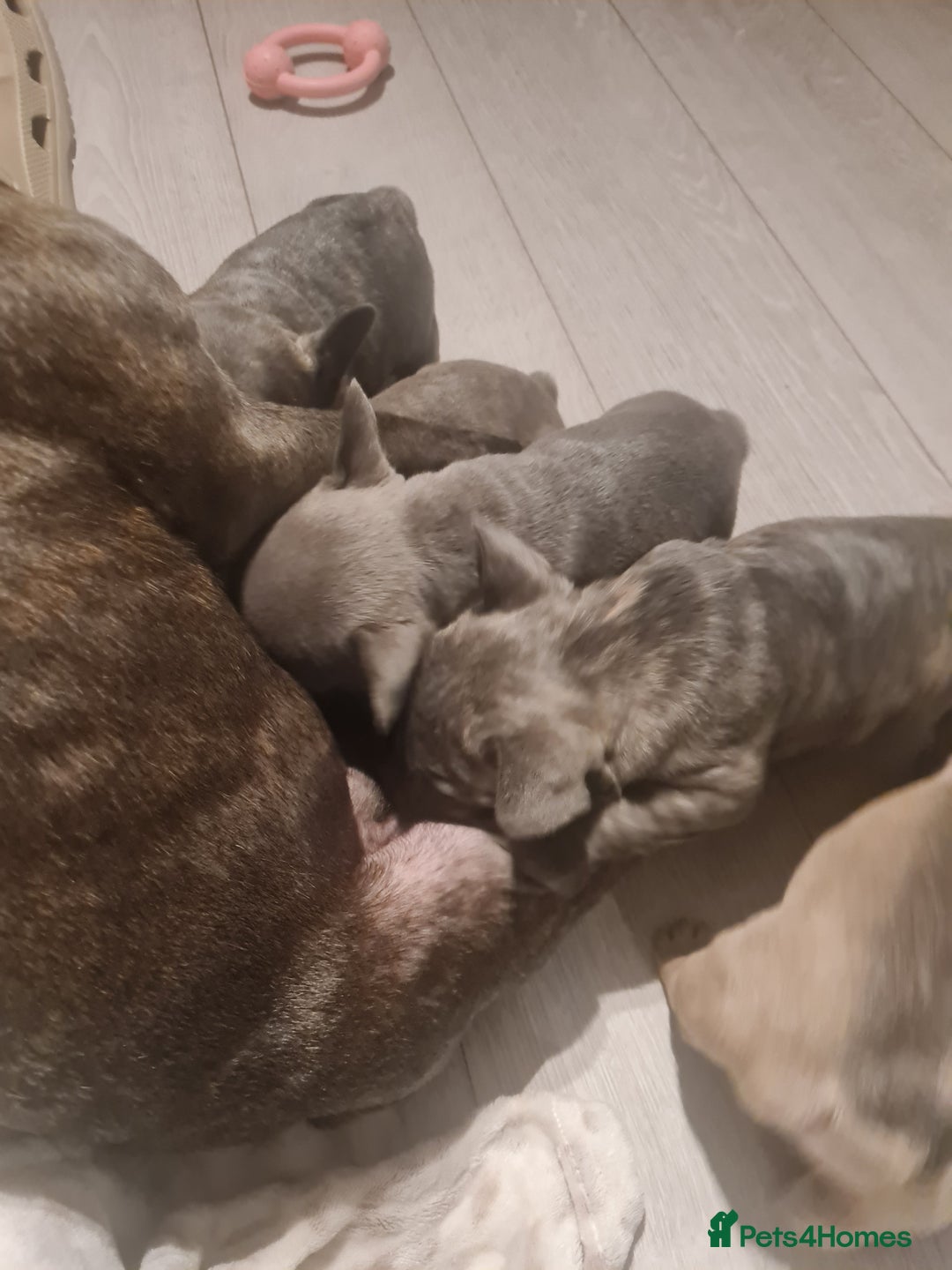 French Bulldog dogs for sale: French bulldog pups  - Image 13