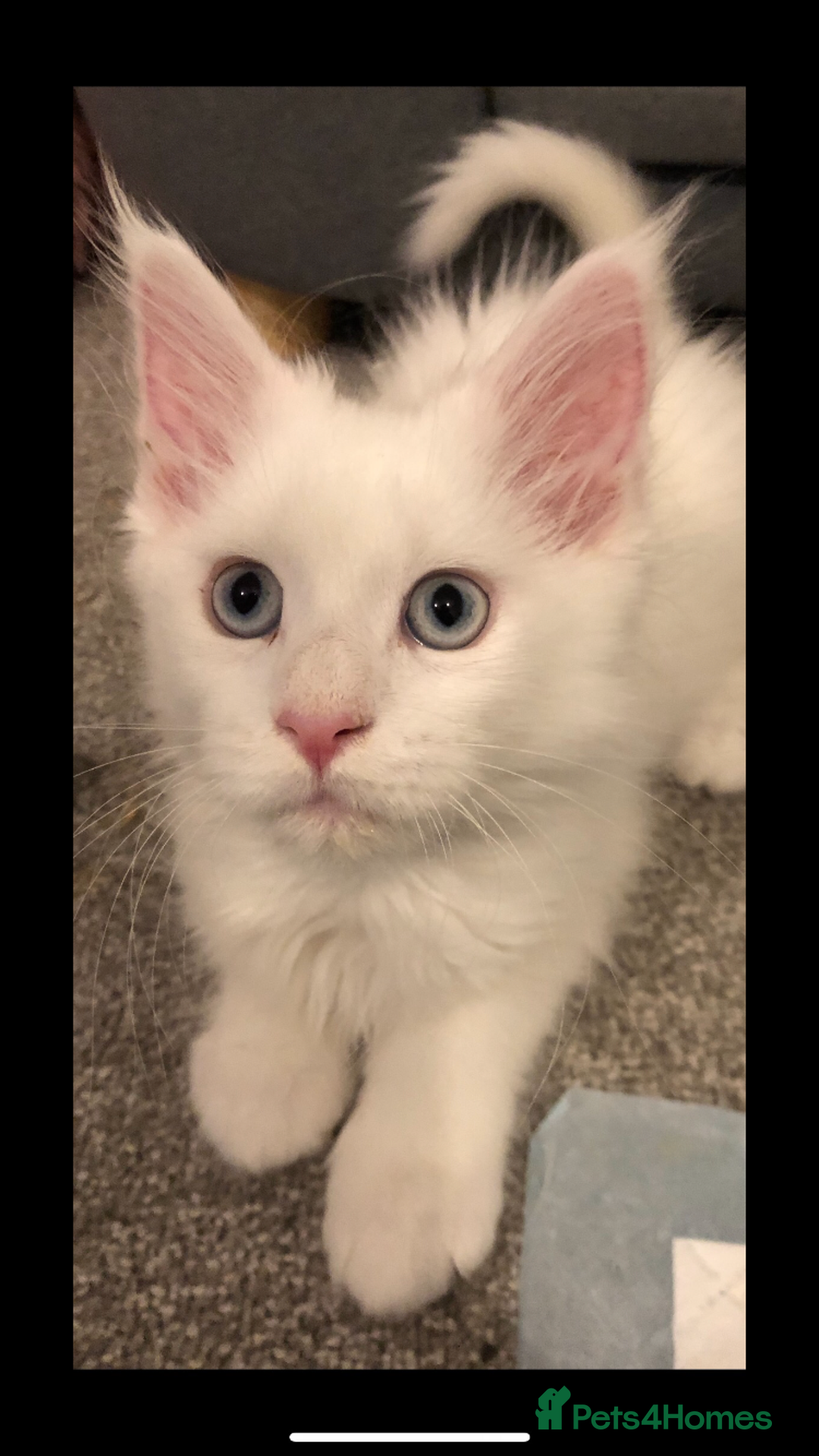 Maine Coon cats for sale: Beautiful GCCF Maine Coons  - Advert 3