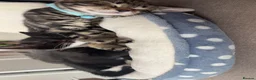 Mixed Breed cats for sale: Kittens for sale  - Advert 3