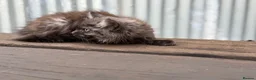 Maine Coon cats for sale: Stunning Maine coon x kitten  - Advert 5