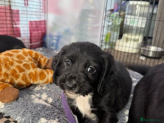 Cocker Spaniel dogs Cocker spaniel puppies - Advert 10