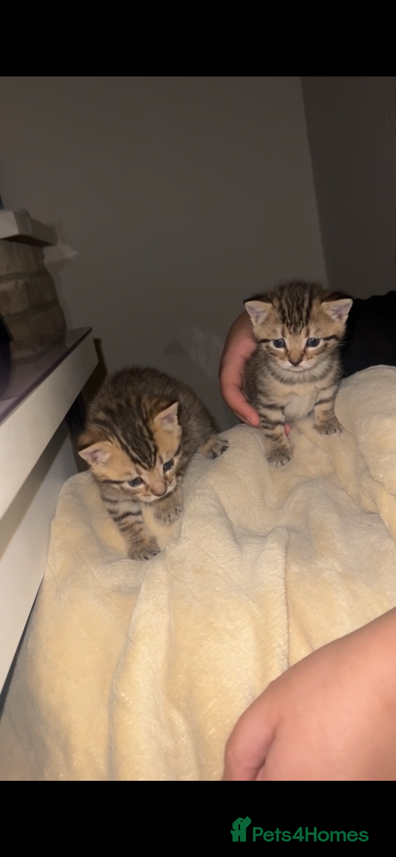 Mixed Breed cats Adorable Tabby Kittens Looking for Loving Homes 🐾 - Advert 15