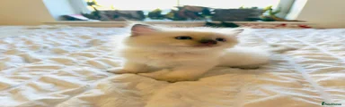 Ragdoll 2