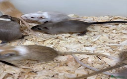 Gerbil rodents for sale: Baby gerbils ready now  - Image 19