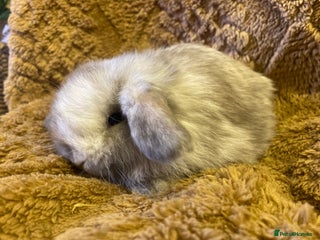 Mini Lop rabbits Mini lops - Advert 18