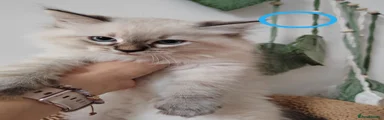 Ragdoll 2