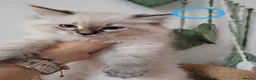 Ragdoll cats for sale: Adorable Ragdoll x Siberian mix kittens - Advert 6